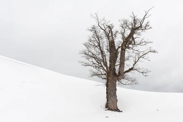 Árvore Solitário Campo Neve — Fotografia de Stock