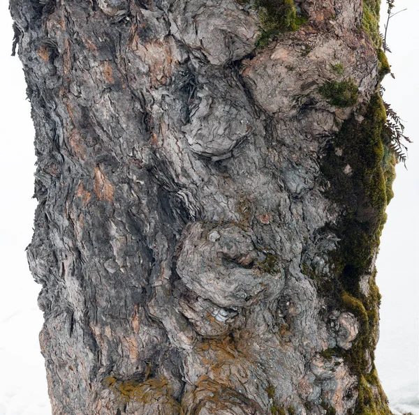 Tronco Árvore Velha Com Musgo Verde — Fotografia de Stock