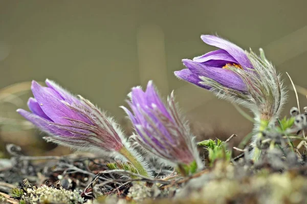 Gewone Keukens Pulsatilla Vulgaris Het Nationale Park Kellerwald — Stockfoto