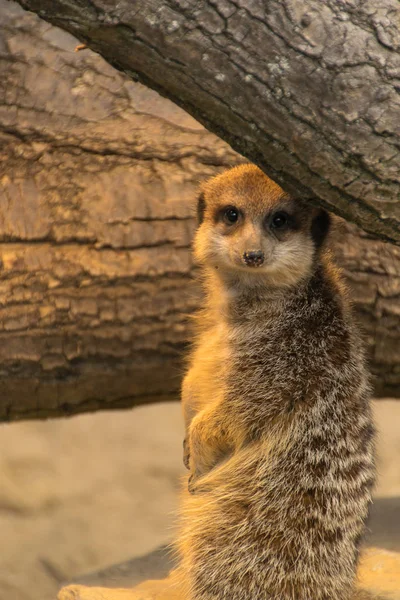 Χαριτωμένο Meerkat Suricate Suricatta — Φωτογραφία Αρχείου