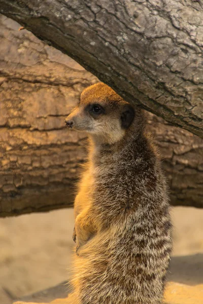 Wild Suricatta Meerkat Animal — 스톡 사진