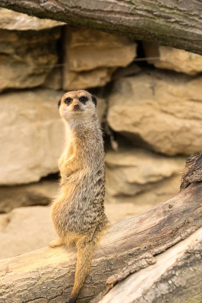 Χαριτωμένο Meerkat Suricate Suricatta — Φωτογραφία Αρχείου