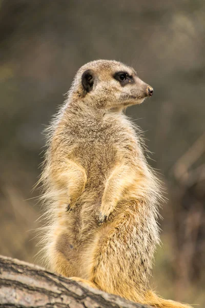 Meerkat Ζώο Πλάσμα Suricatta — Φωτογραφία Αρχείου