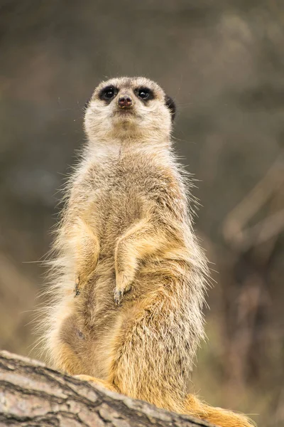 Aranyos Szurikáta Suricate Suricatta — Stock Fotó