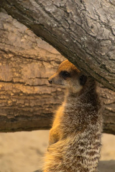 Meerkat Animals Wildlife Suricata Suricatta — Stock Photo, Image