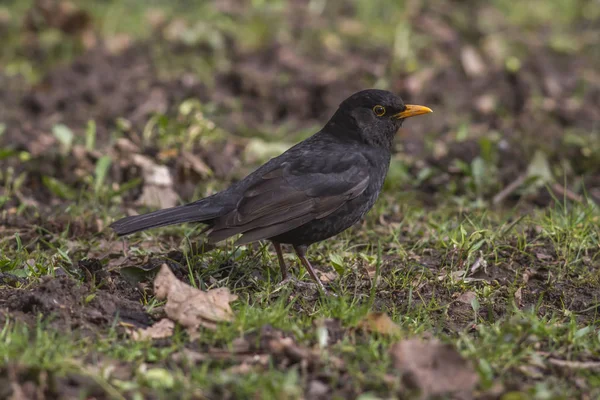 Blackbird Bird Watching Nature — Stock Photo, Image