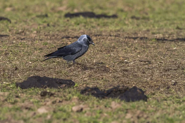 Jackdaw Recherche Nourriture Sur Champ — Photo