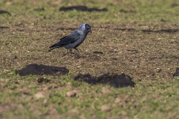 Jackdaw Foraging Field — Stock Photo, Image