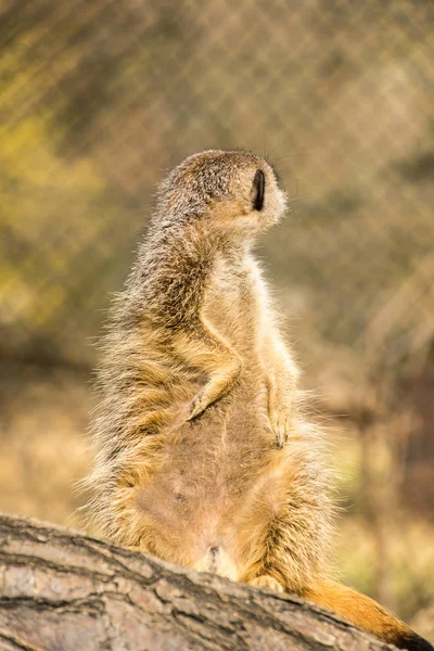 Meerkat Animal Creature Suricatta — стоковое фото