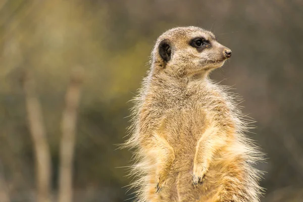 Meerkat動物の生き物Suricatta — ストック写真