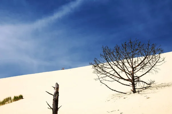 Dune Pilat — Photo