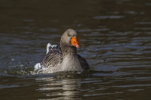 Badare Grå Färgade Hausgans — Stockfoto