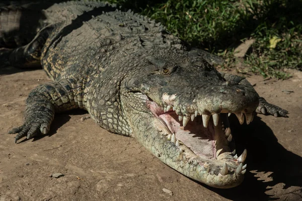 Gefährliche Arten Freier Wildbahn Immer Bereit Einen Imbiss Nehmen Scheint — Stockfoto