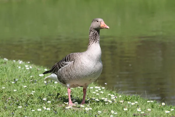 Bir Greylag Çimlerin Üzerinde Duruyor Çayıra Bakıyor — Stok fotoğraf