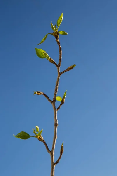 Prime Foglie Verdi Sfondo Cielo Blu Tempo Primaverile — Foto Stock