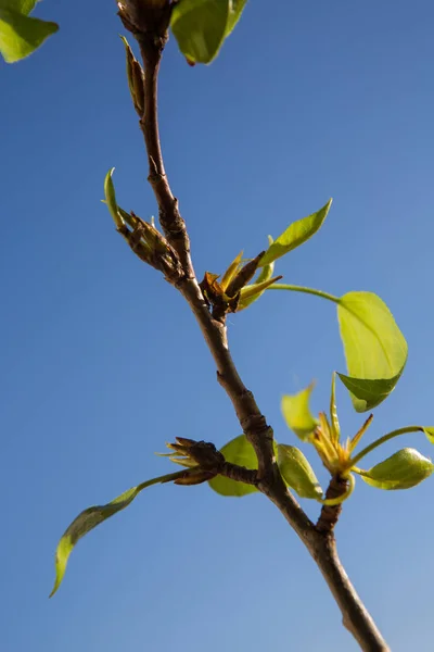 Primeiro Folhas Verdes Fundo Céu Azul Hora Primavera — Fotografia de Stock