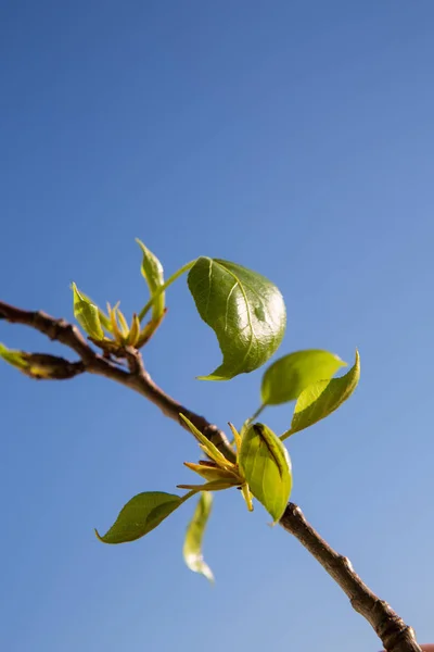 Primeiro Folhas Verdes Fundo Céu Azul Hora Primavera — Fotografia de Stock