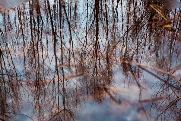 Frunze Colorate Plutind Apa Întunecată Cădere Reflectarea Copacilor — Fotografie, imagine de stoc