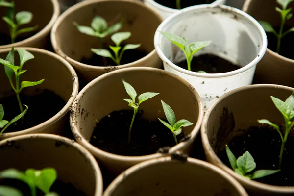 Ramo Plantas Bebé Creciendo Dentro Macetas Dentro Vivero Invernadero — Foto de Stock