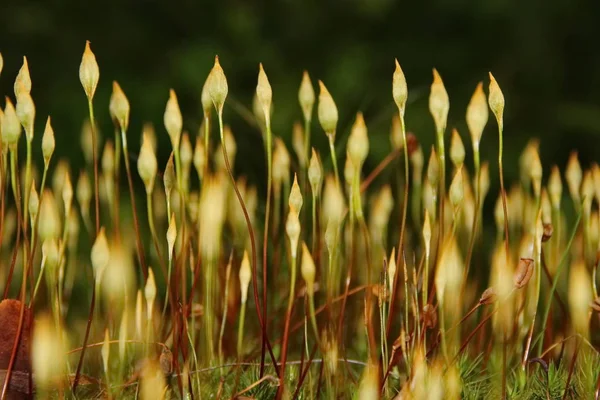 Mousse Dans Forêt — Photo