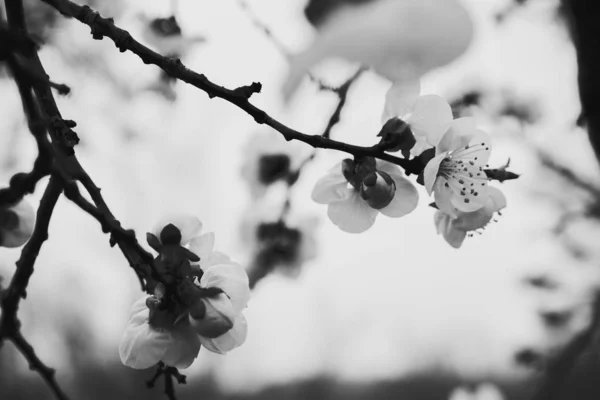 在黑色和白色半色调白色兰花花的照片插图 — 图库照片