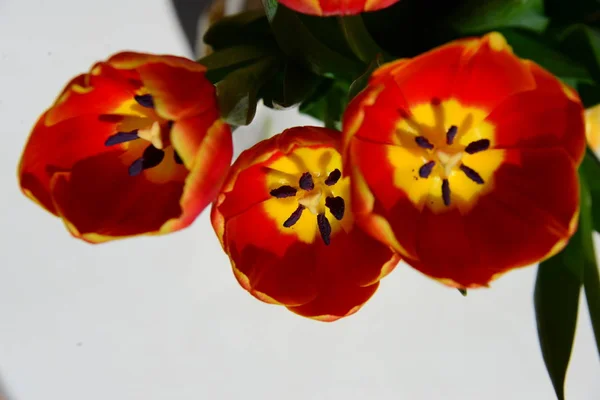 Tulpenblüten Auf Der Wiese Flora Frühling — Stockfoto