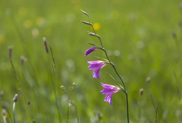 Kwitnące Płatki Kwiatów Gladiolus — Zdjęcie stockowe