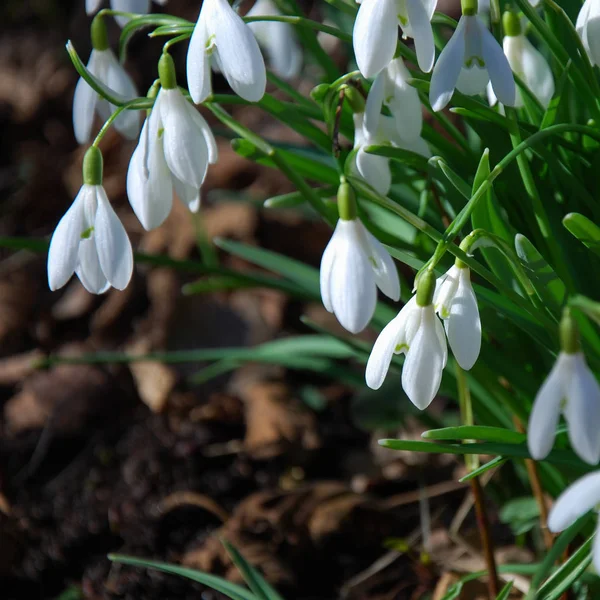 Spring Snowdrop Flowers Flora — Stockfoto