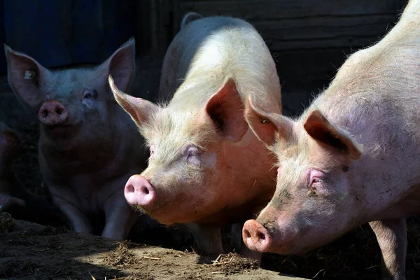 Pecuária Doméstica Pastagem Agrícola — Fotografia de Stock