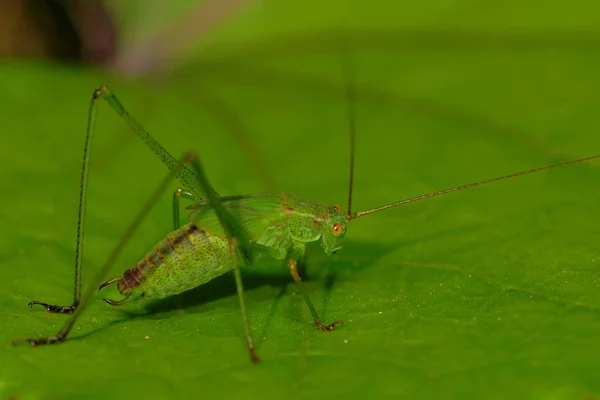 Çekirge Böceği Omurgasız Dua Böceği — Stok fotoğraf