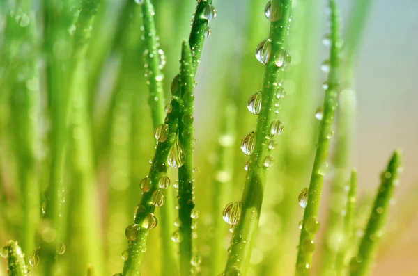 Piękne Botaniczne Ujęcie Naturalna Tapeta — Zdjęcie stockowe