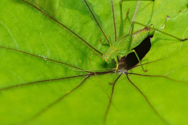 Insecte Sauterelle Insecte Invertébré — Photo