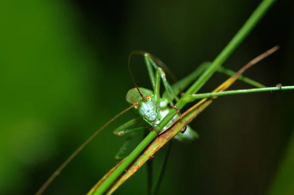 Insecte Sauterelle Punaise Grillon — Photo