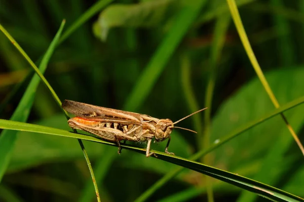 Vue Macro Rapprochée Insecte Sauterelle — Photo