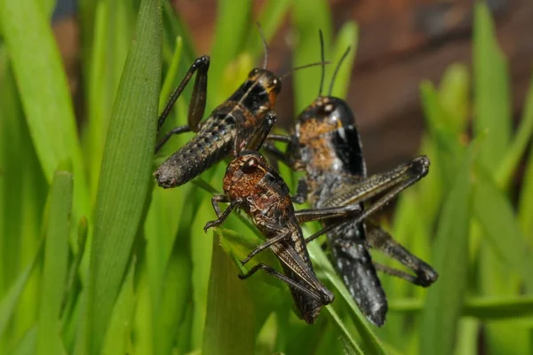 Vista Cerca Del Pequeño Insecto Saltamontes — Foto de Stock