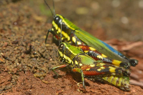 野生の自然界での虫の接近 — ストック写真