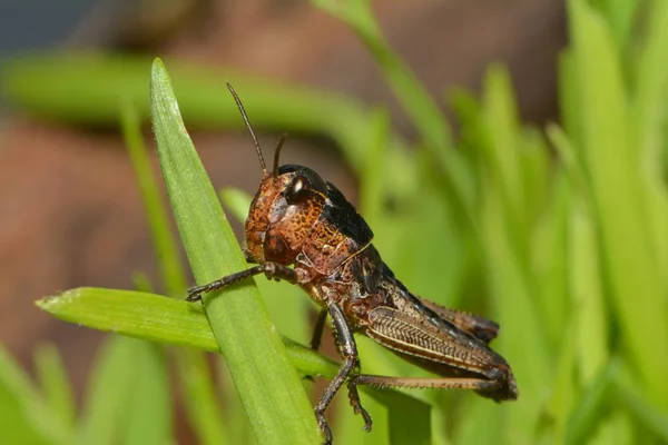 Kobylka Hmyz Bezobratlý Brouk — Stock fotografie