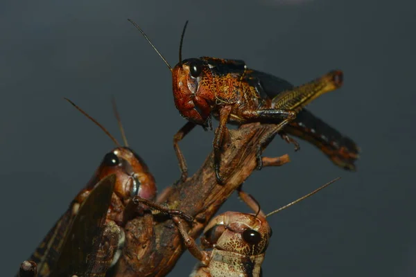 Insect Grasshopper Cricket Bug — Stock Photo, Image