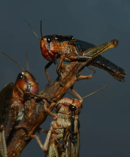 バッタ虫無脊椎動物の虫 — ストック写真