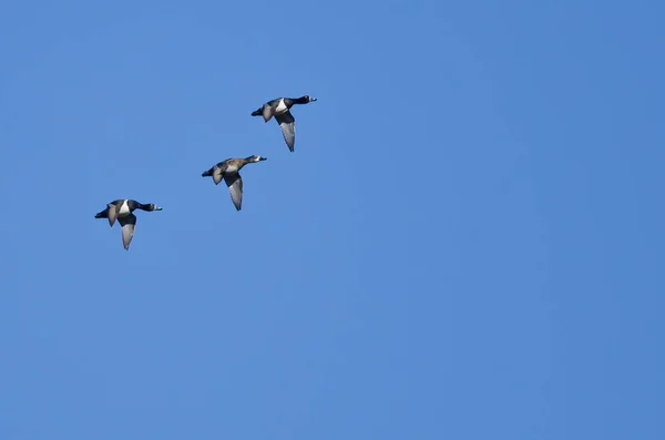 Trzy Kaczki Krążku Lecące Błękitnym Niebie — Zdjęcie stockowe