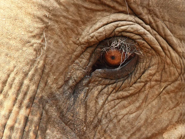 Африканское Животное Слона Крупное Млекопитающее — стоковое фото
