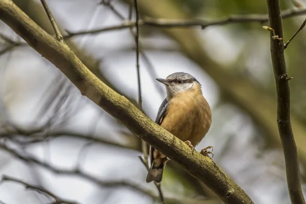 Vista Cênica Belo Pássaro Nuthatch — Fotografia de Stock