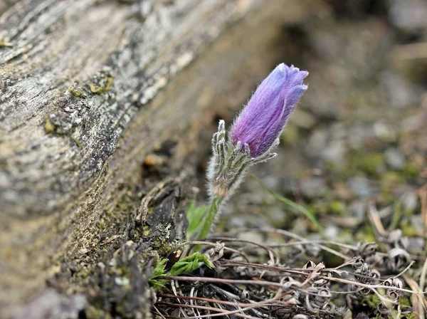 Łączny Paskowy Kwiat Pulsatilla Vulgaris Parku Narodowym Kellerwald — Zdjęcie stockowe