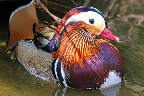 Pato Mandarín Pájaro Emplumado — Foto de Stock