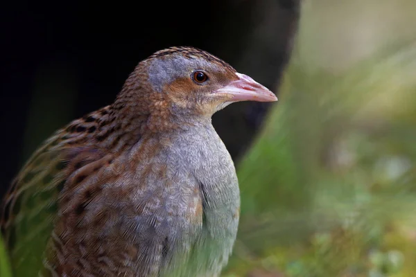 Extra Rare Crex Crex Corncrake — стоковое фото