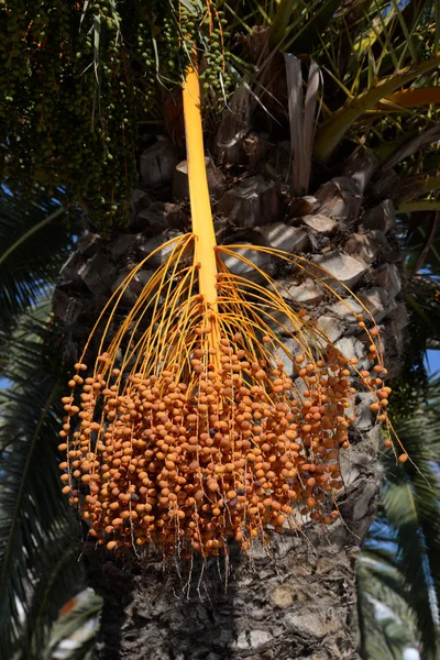 Palmera Datilera Palmera Dattel Datteln Phoenix Dactylifera Phoenix Dactylifera Planta — Foto de Stock