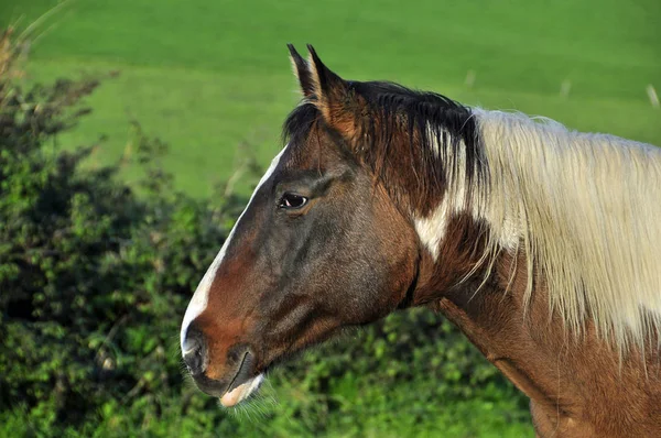 Landsliv Selektivt Fokus — Stockfoto