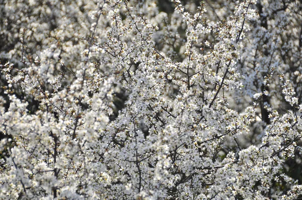 Piękne Kwiaty Koncepcja Kwiatowa Tło Natury — Zdjęcie stockowe