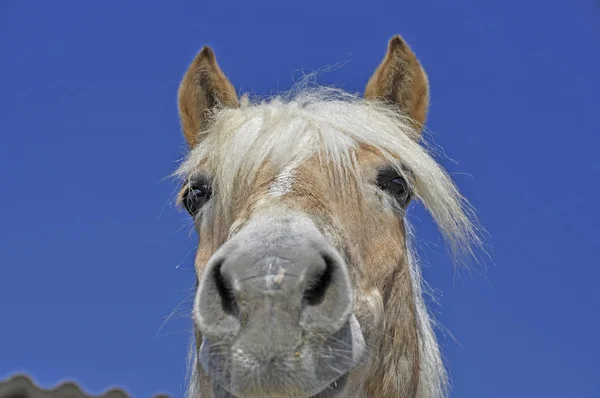 Olika Djur Selektivt Fokus — Stockfoto