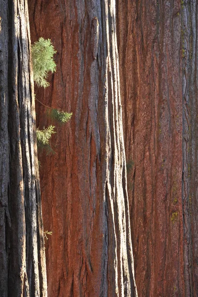 Sequoia Árvores Árvore Enorme Flora Natureza — Fotografia de Stock